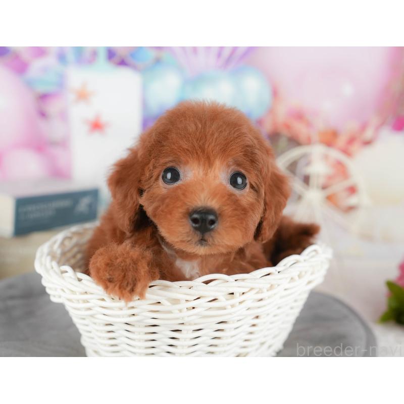 販売中の千葉県のトイプードル-430185の11枚目