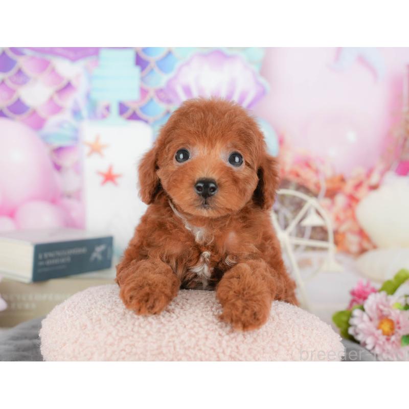 販売中の千葉県のトイプードル-430185の10枚目