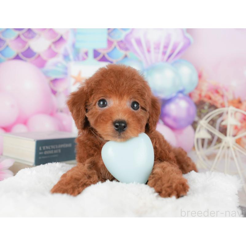 販売中の千葉県のトイプードル-430185の9枚目