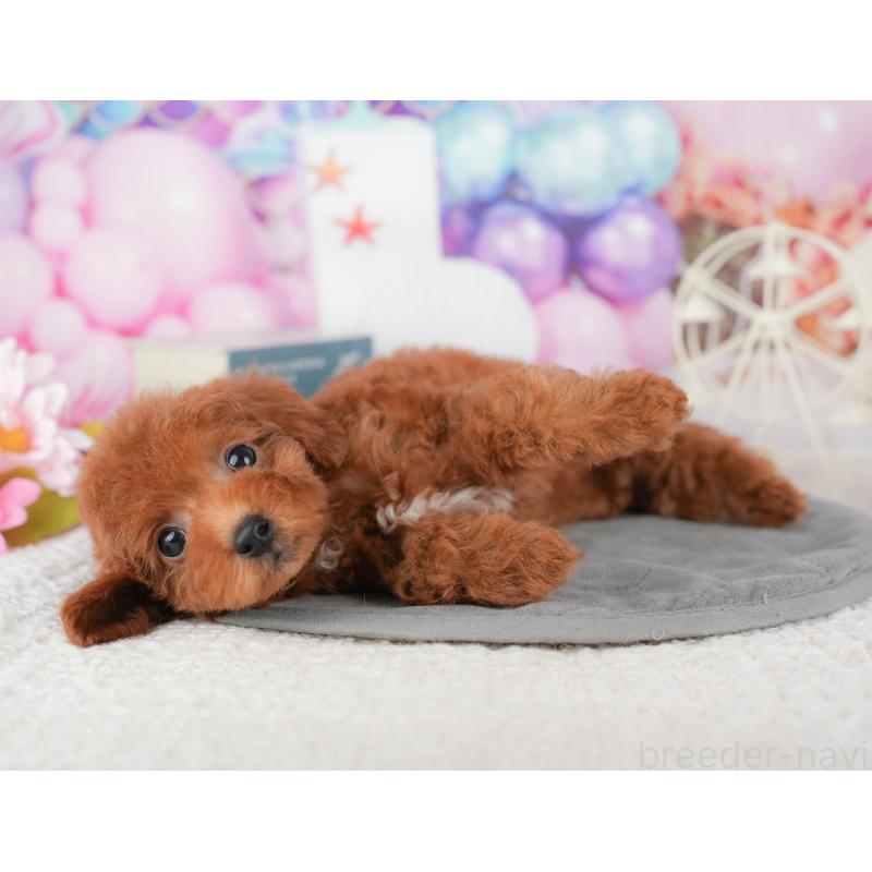 販売中の千葉県のトイプードル-430185の8枚目