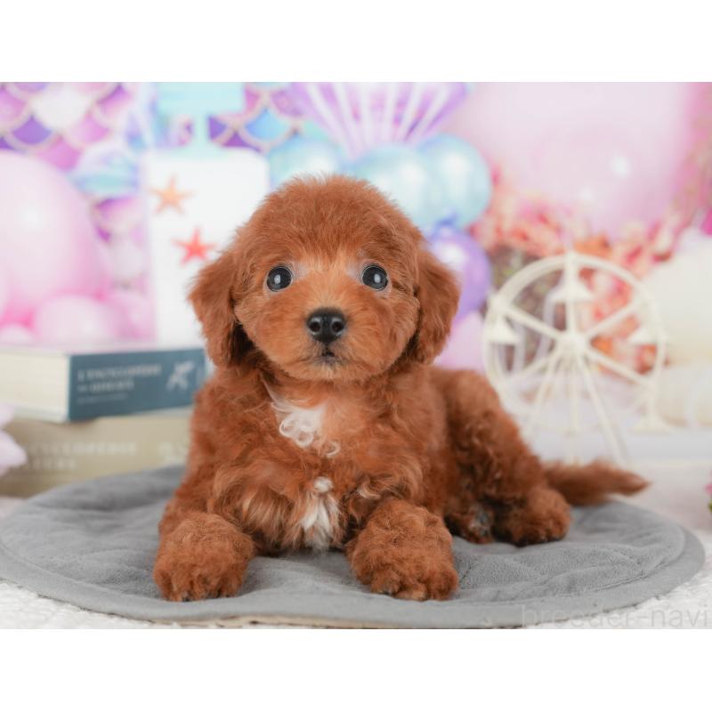 販売中の千葉県のトイプードル-430185の7枚目