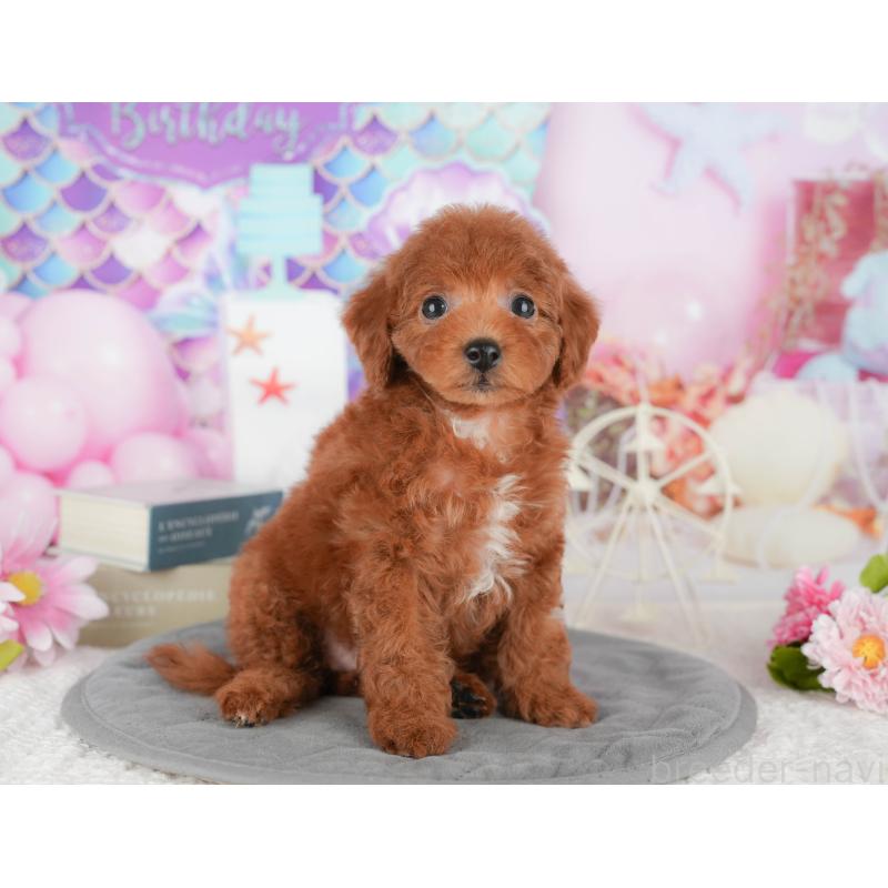 販売中の千葉県のトイプードル-430185の6枚目