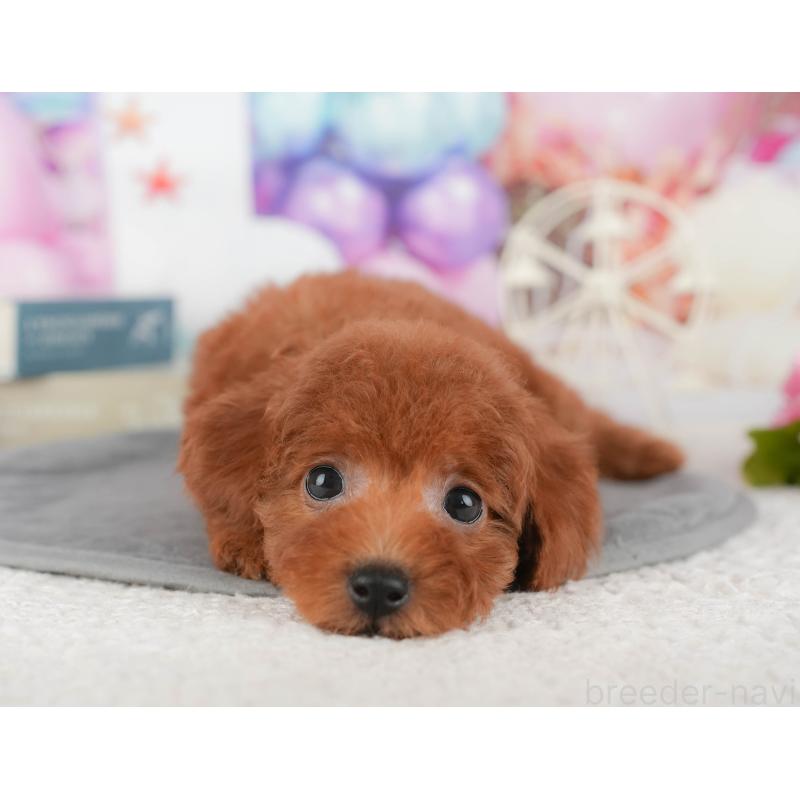 販売中の千葉県のトイプードル-430185の5枚目