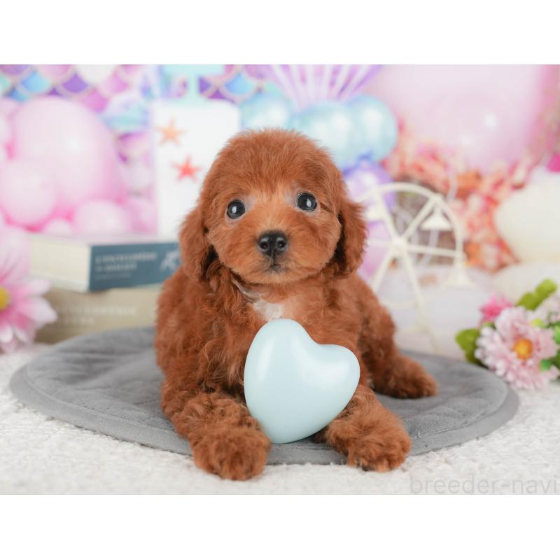 販売中の千葉県のトイプードル-430185の4枚目