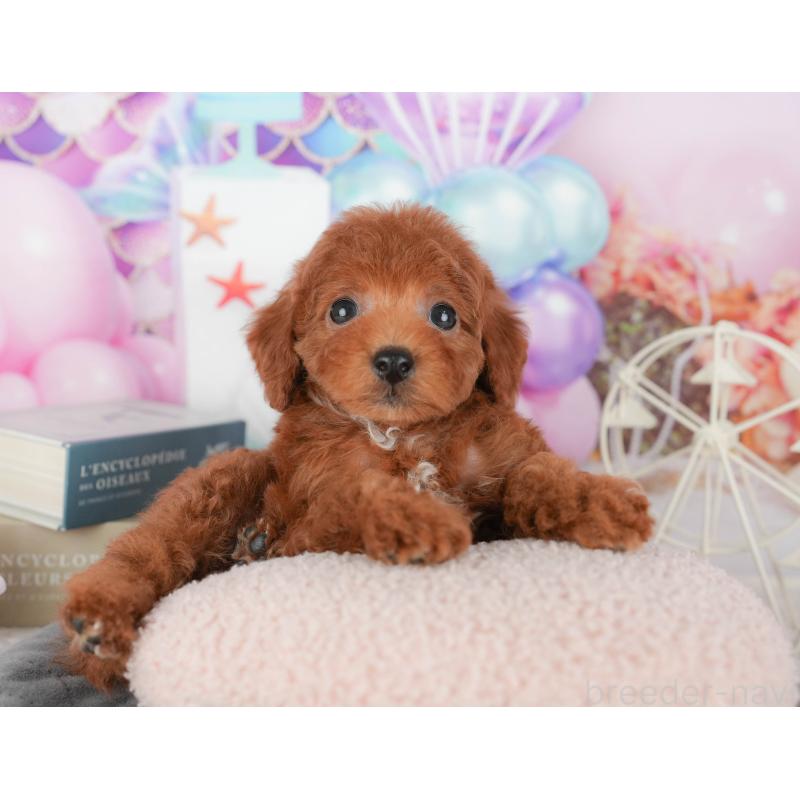 販売中の千葉県のトイプードル-430185の3枚目