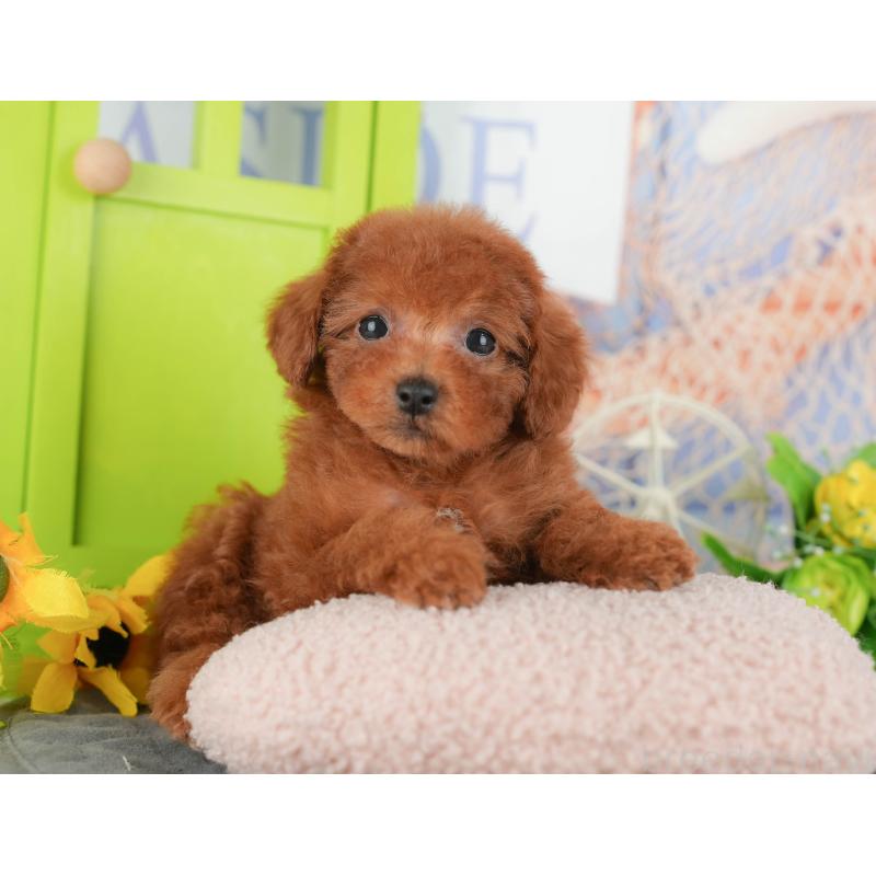 販売中の千葉県のトイプードル-430184の11枚目