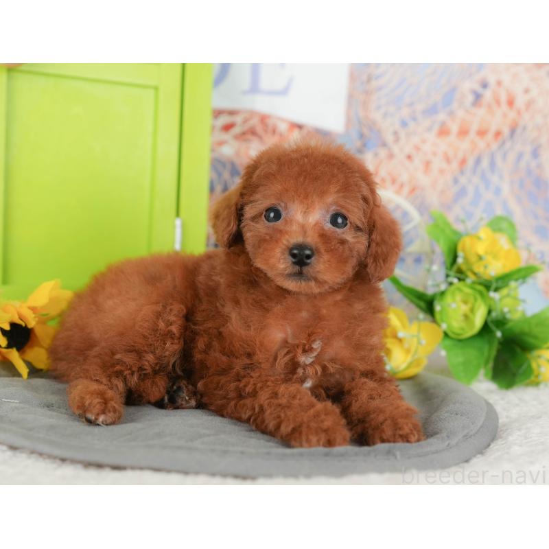 販売中の千葉県のトイプードル-430184の10枚目