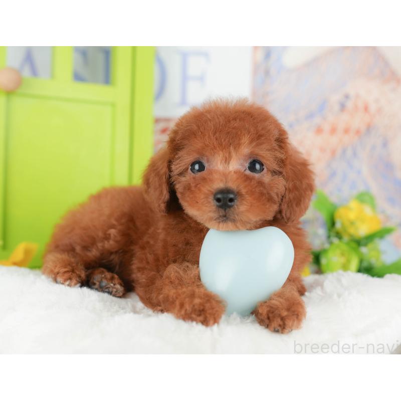 販売中の千葉県のトイプードル-430184の7枚目