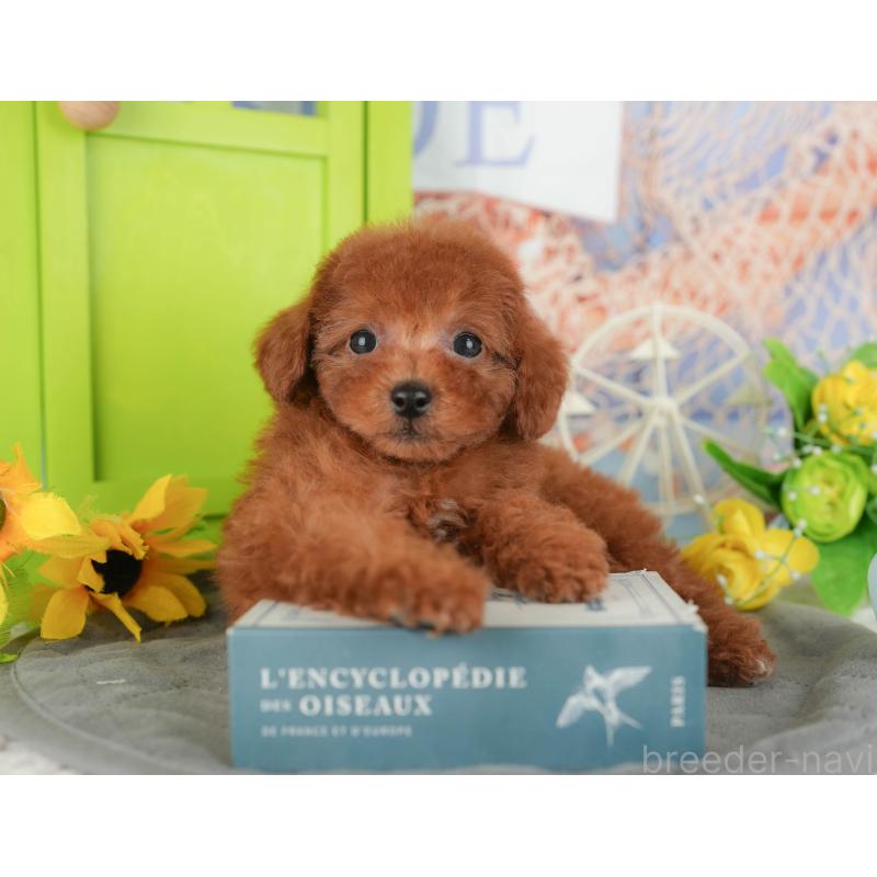 販売中の千葉県のトイプードル-430184の6枚目