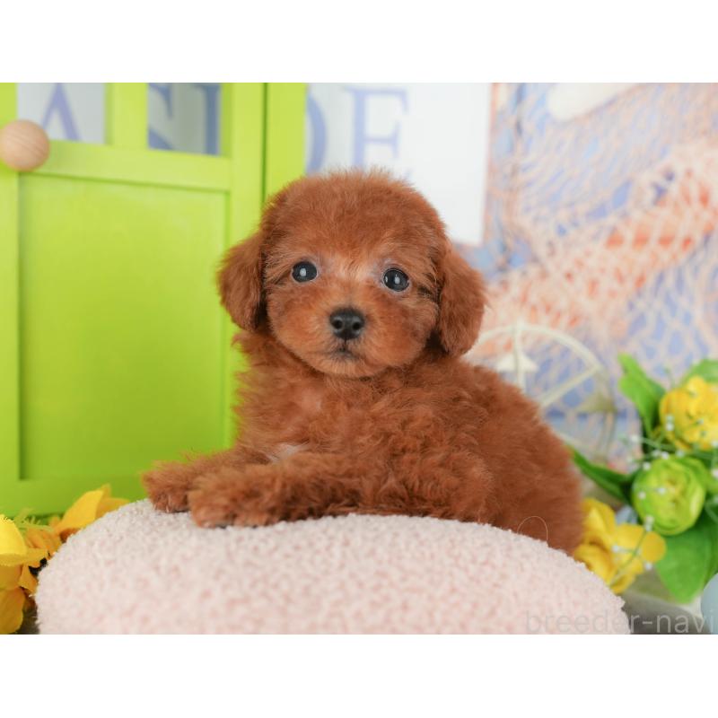 販売中の千葉県のトイプードル-430184の4枚目