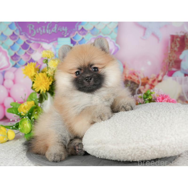 販売中の千葉県のポメラニアン-430183