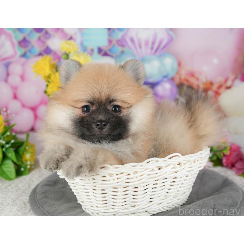 販売中の千葉県のポメラニアン-430183の11枚目