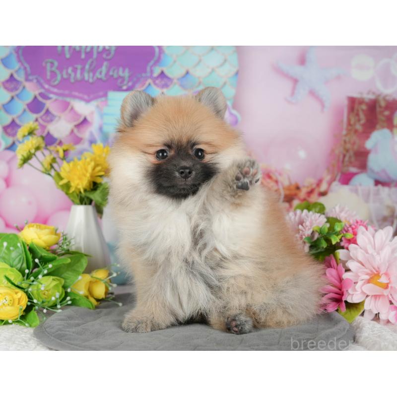 販売中の千葉県のポメラニアン-430183の10枚目