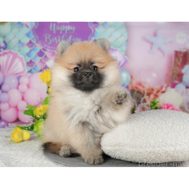 販売中の千葉県のポメラニアン-430183の9枚目