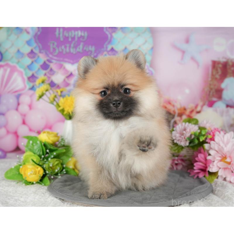 販売中の千葉県のポメラニアン-430183の8枚目