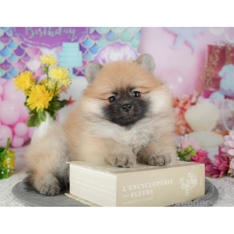 販売中の千葉県のポメラニアン-430183の7枚目