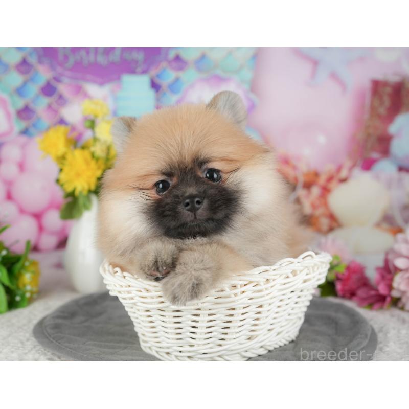 販売中の千葉県のポメラニアン-430183の6枚目