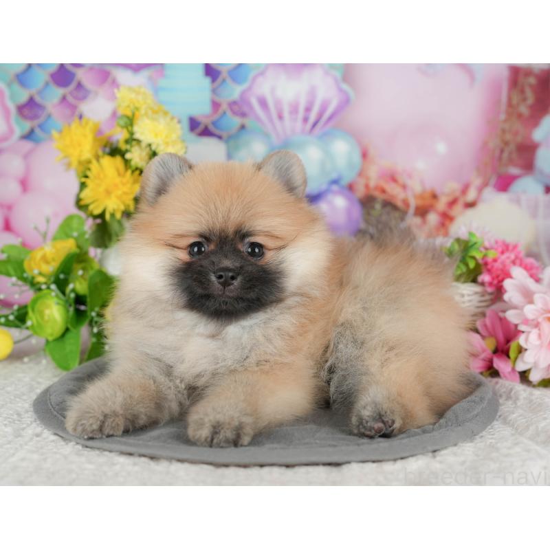 販売中の千葉県のポメラニアン-430183の5枚目