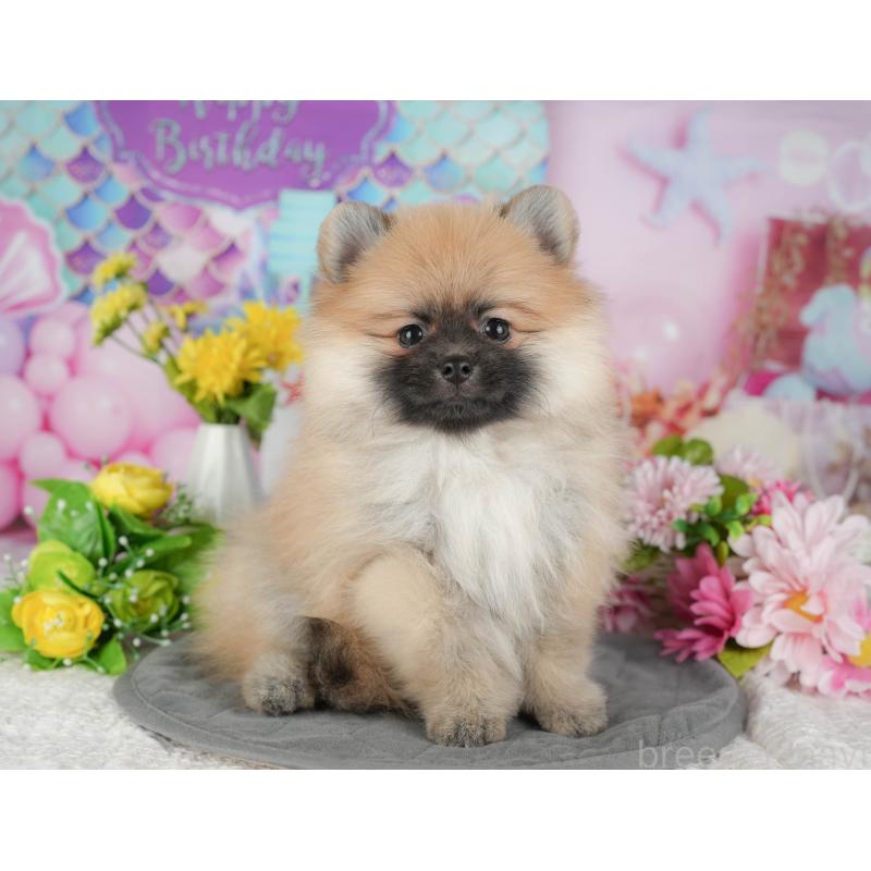 販売中の千葉県のポメラニアン-430183の4枚目