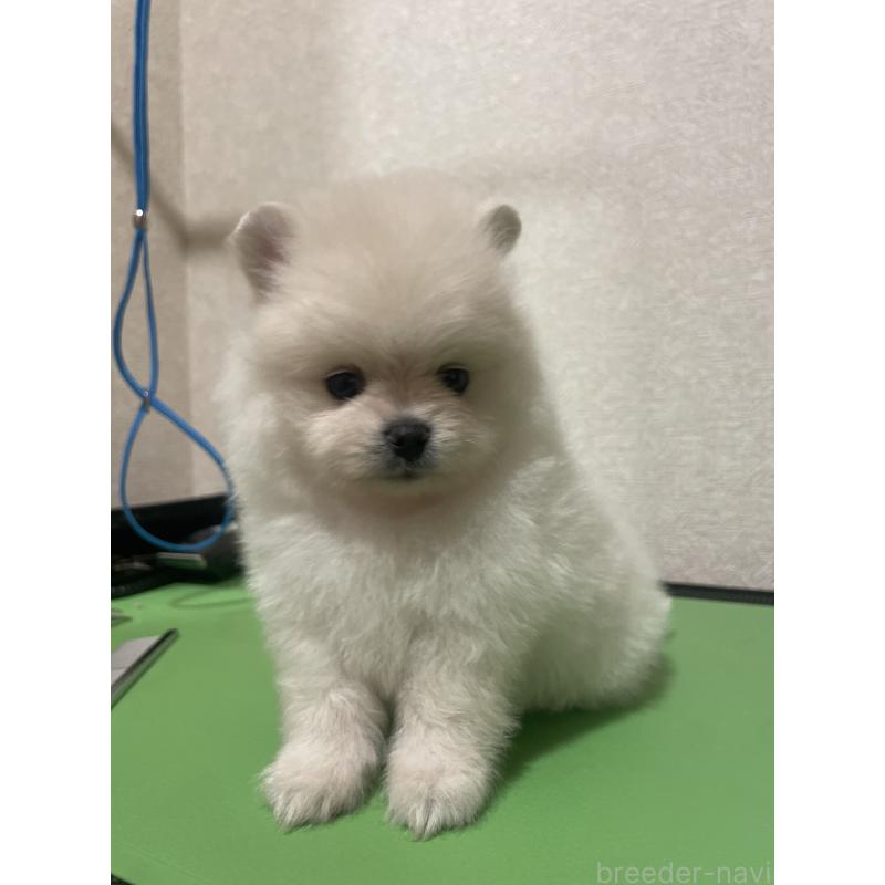 販売中の千葉県のポメラニアン-429900の6枚目