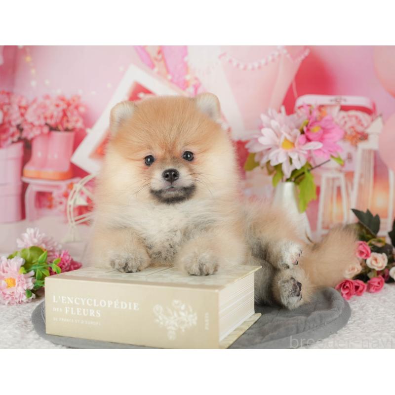 販売中の千葉県のポメラニアン-430182の9枚目