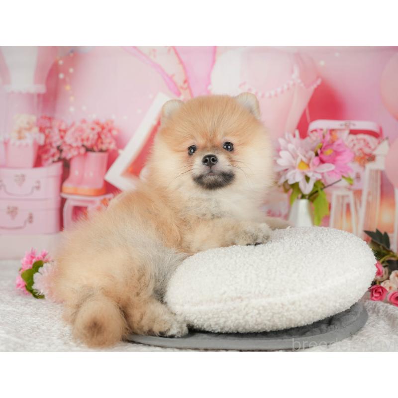 販売中の千葉県のポメラニアン-430182の4枚目