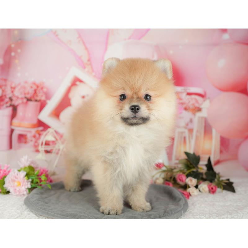 販売中の千葉県のポメラニアン-430182の3枚目