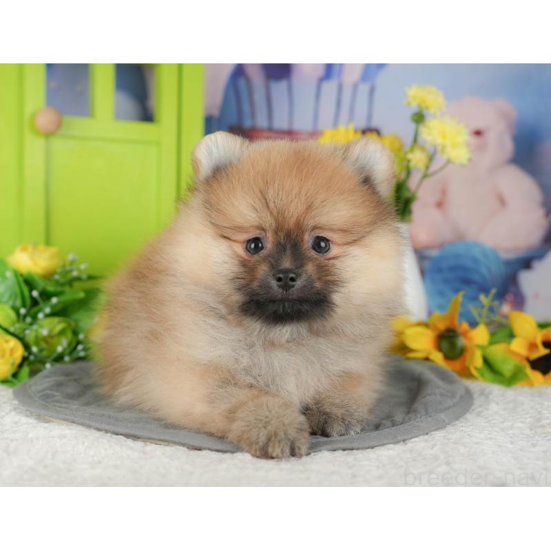 販売中の千葉県のポメラニアン-430181の1枚目