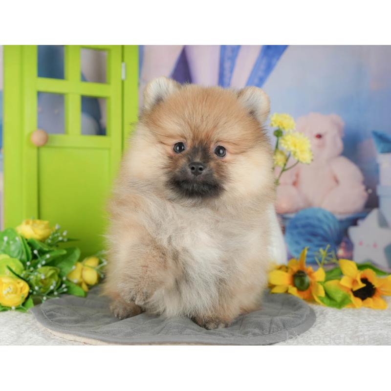 販売中の千葉県のポメラニアン-430181の11枚目