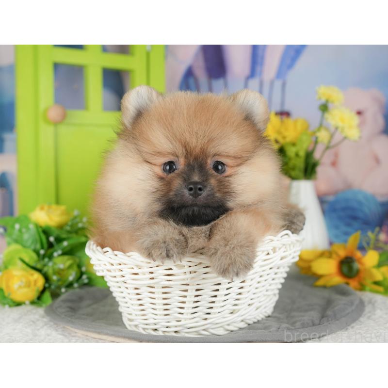 販売中の千葉県のポメラニアン-430181の10枚目