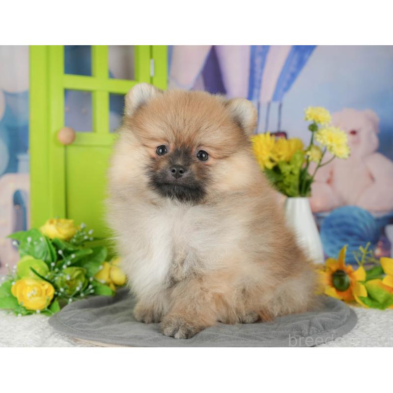 販売中の千葉県のポメラニアン-430181の3枚目