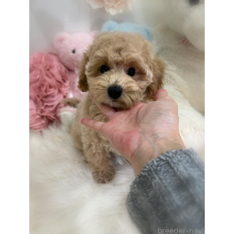 販売中の香川県のビションプー:ビションフリーゼ×トイプードル-417286の9枚目