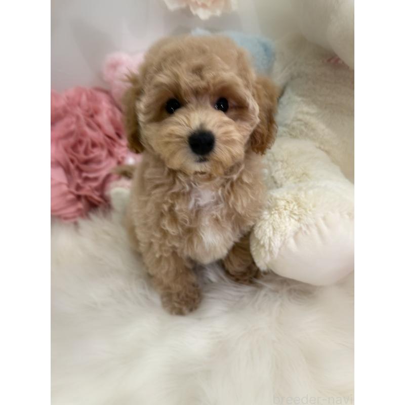 販売中の香川県のビションプー:ビションフリーゼ×トイプードル-417286の8枚目