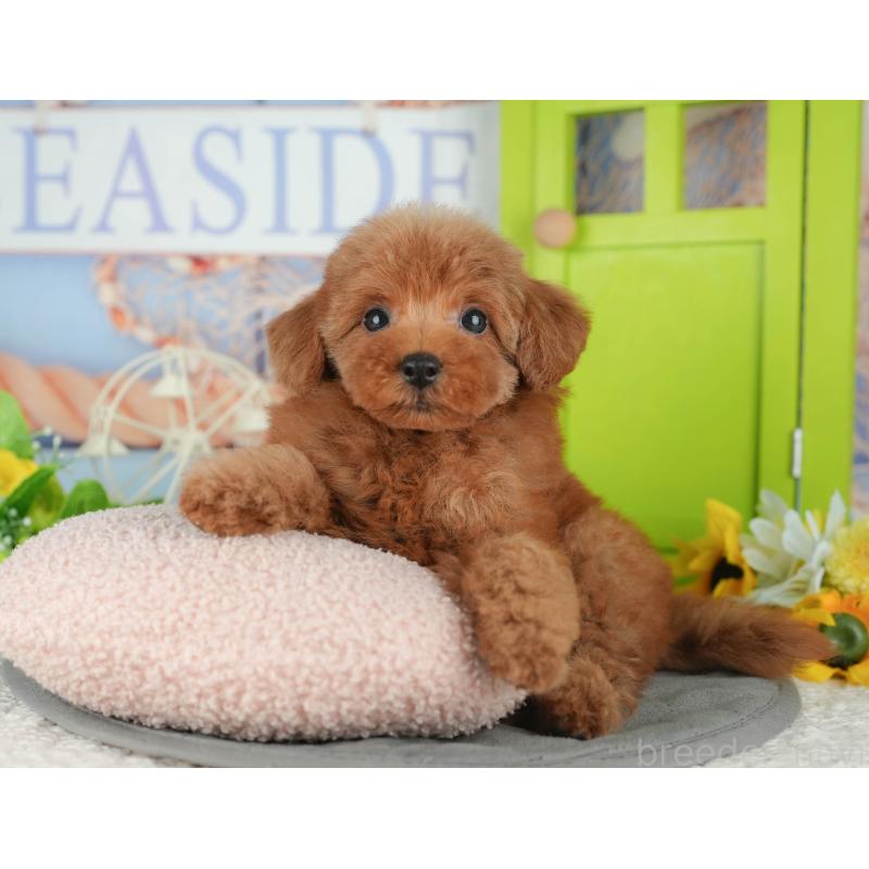 販売中の千葉県のトイプードル-430180