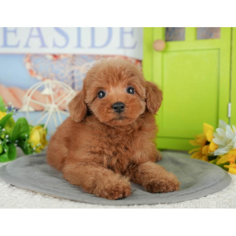 販売中の千葉県のトイプードル-430180の11枚目