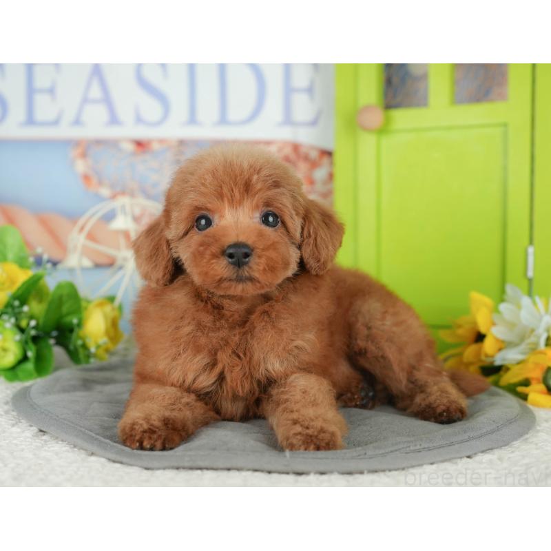 販売中の千葉県のトイプードル-430180の10枚目