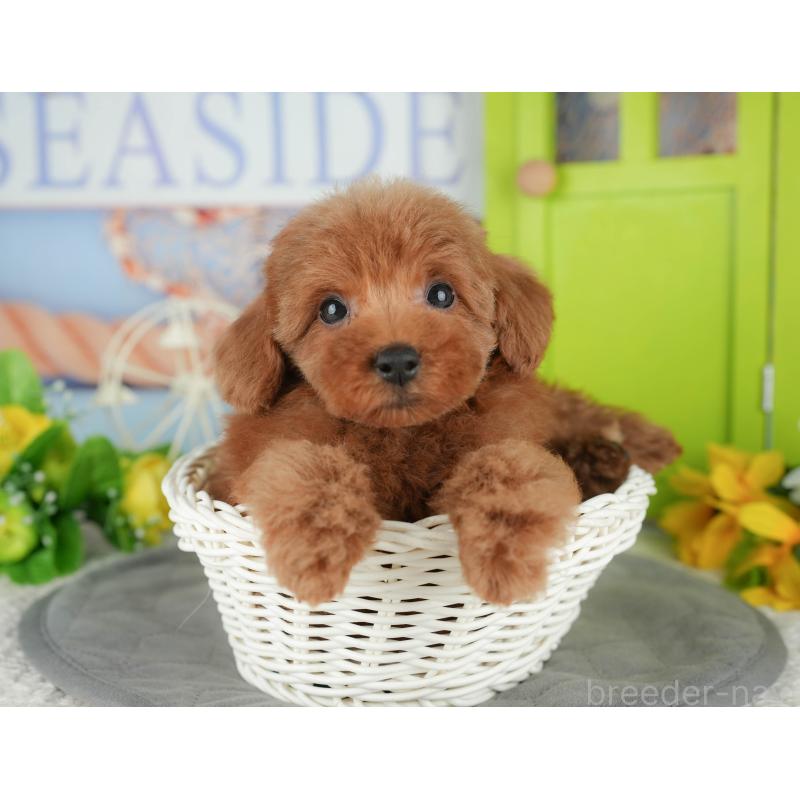 販売中の千葉県のトイプードル-430180の9枚目