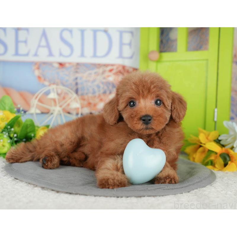 販売中の千葉県のトイプードル-430180の8枚目