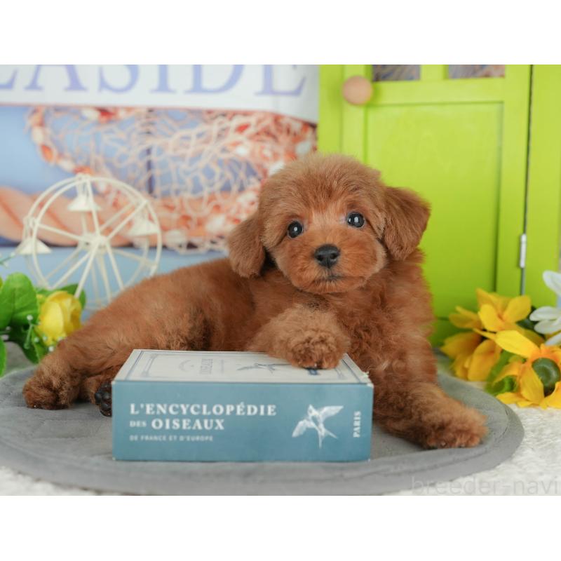 販売中の千葉県のトイプードル-430180の7枚目