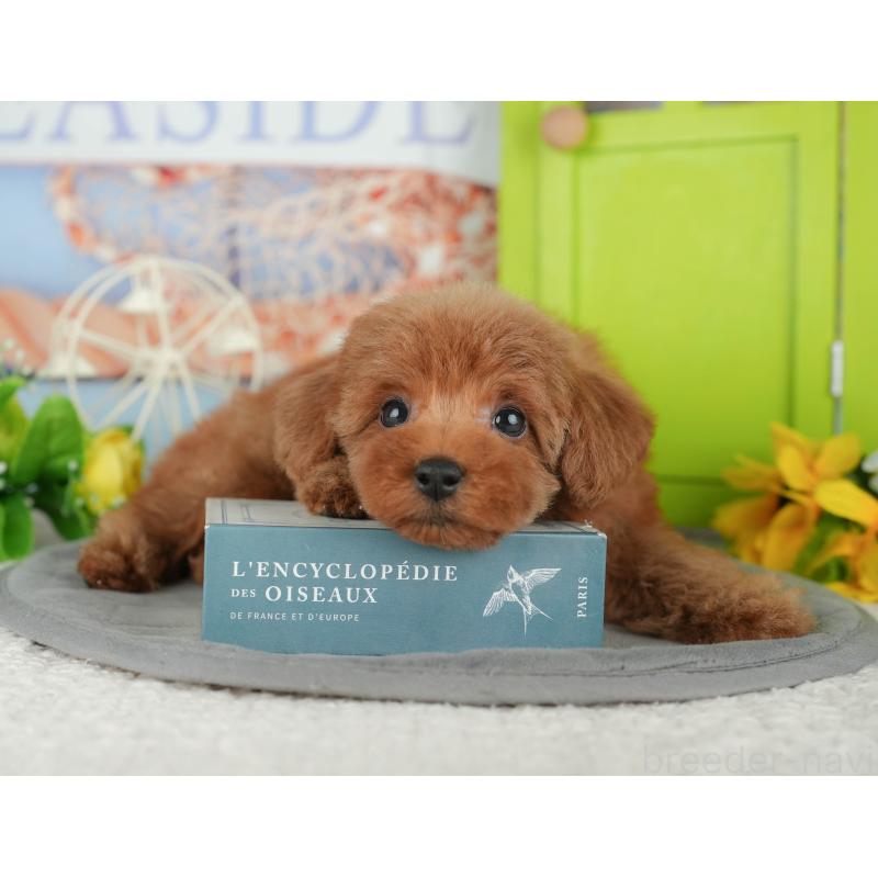 販売中の千葉県のトイプードル-430180の6枚目