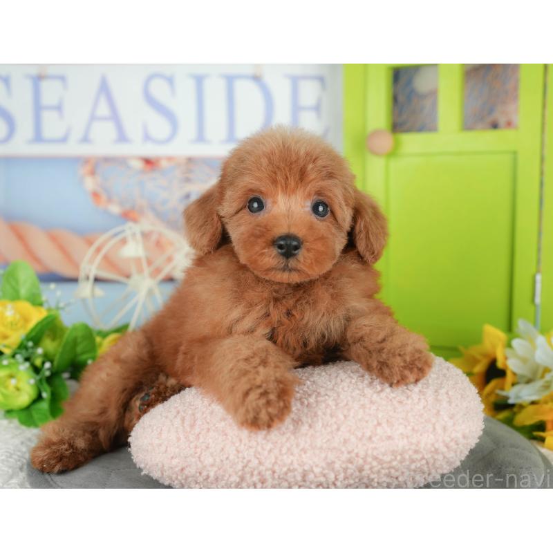 販売中の千葉県のトイプードル-430180の5枚目