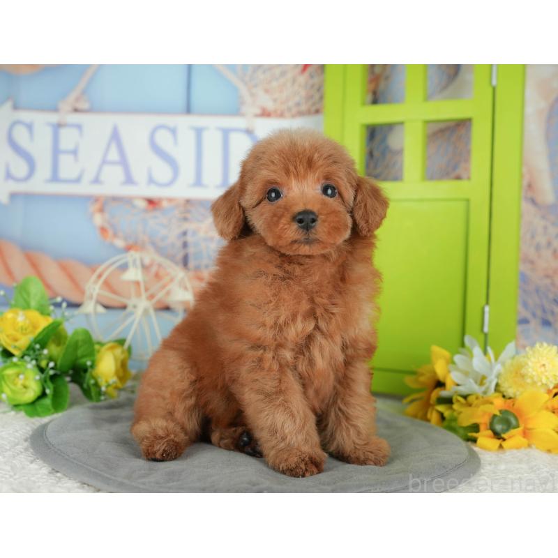 販売中の千葉県のトイプードル-430180の4枚目