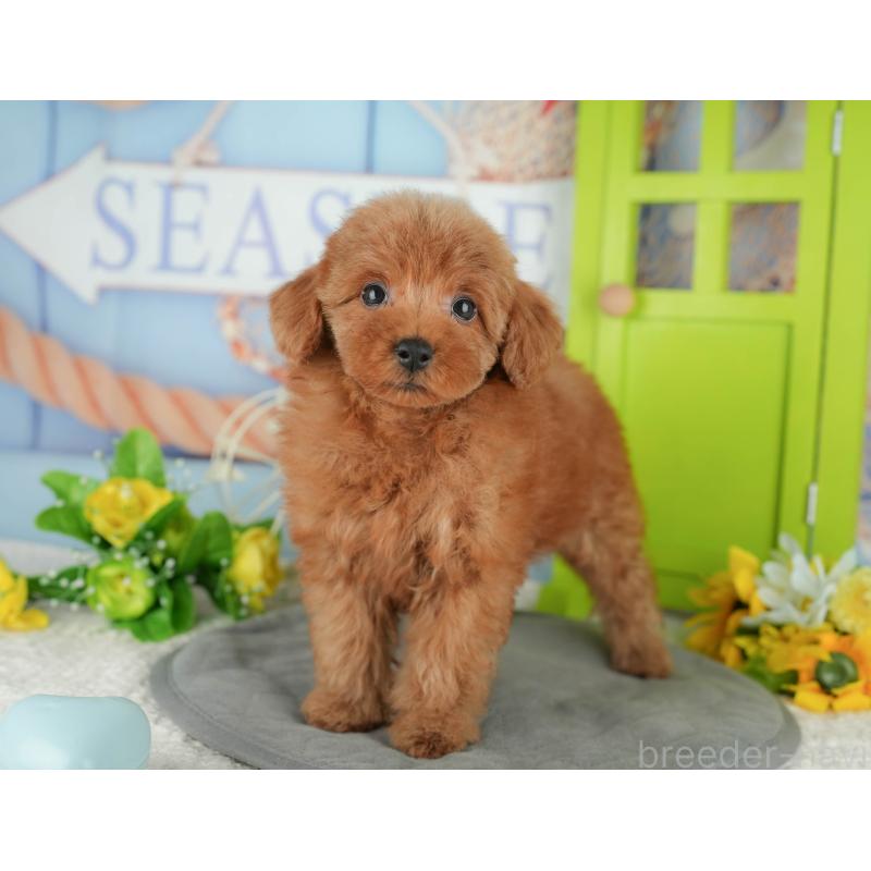 販売中の千葉県のトイプードル-430180の3枚目