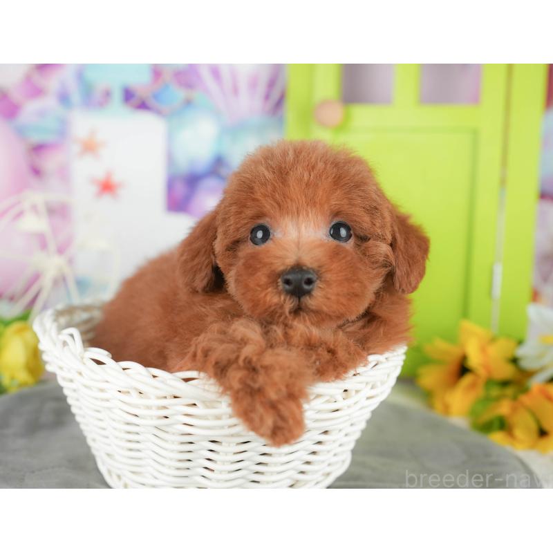 販売中の千葉県のトイプードル-430179の8枚目