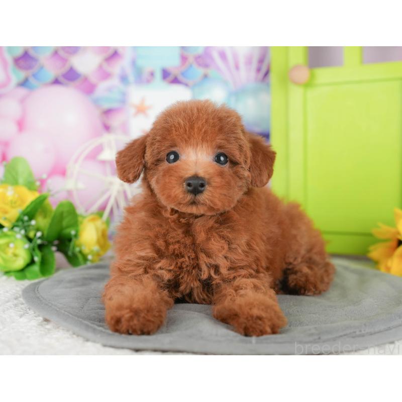 販売中の千葉県のトイプードル-430179の7枚目