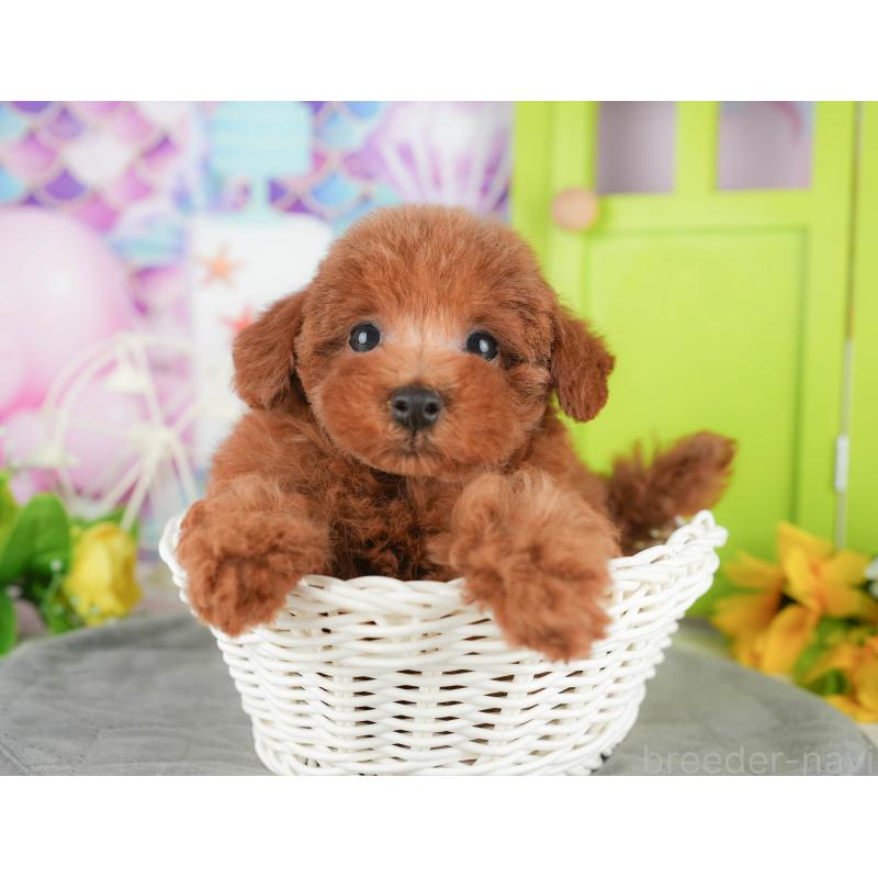 販売中の千葉県のトイプードル-430179の5枚目