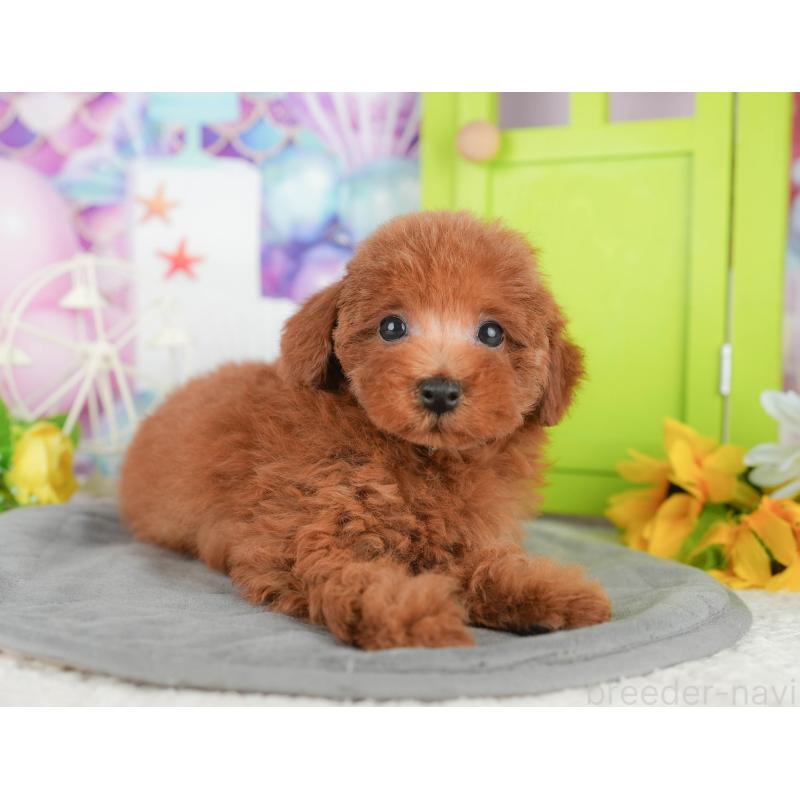 販売中の千葉県のトイプードル-430179の3枚目