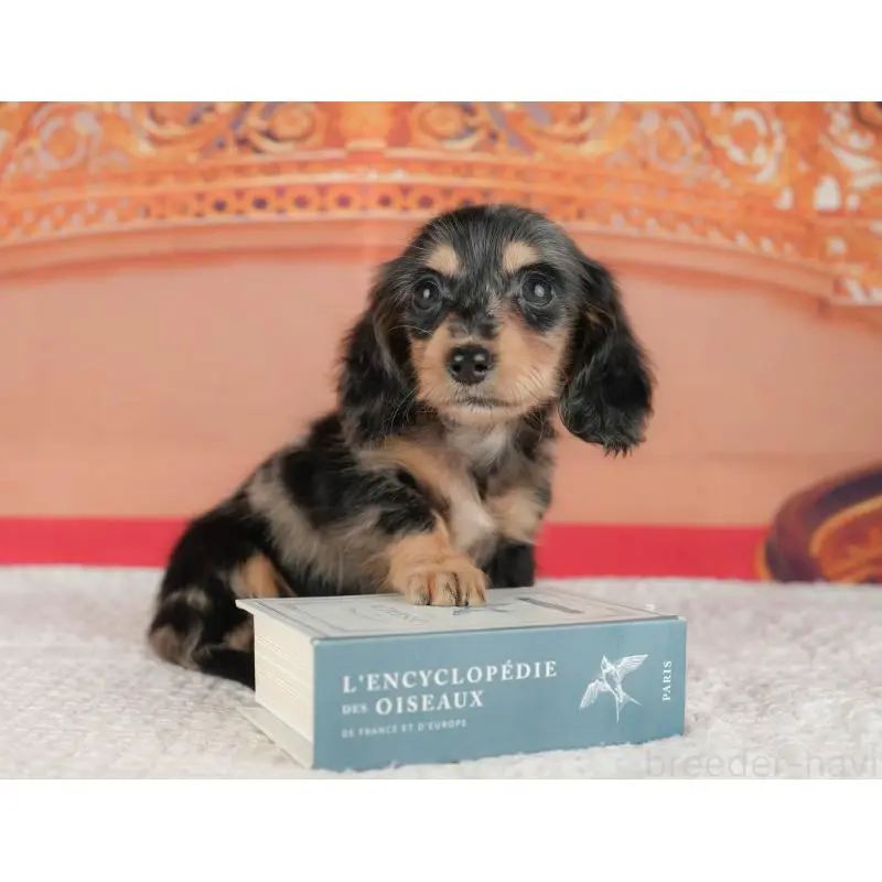 販売中の千葉県のミニチュアダックスフンド(ロングヘアード)-430177の1枚目