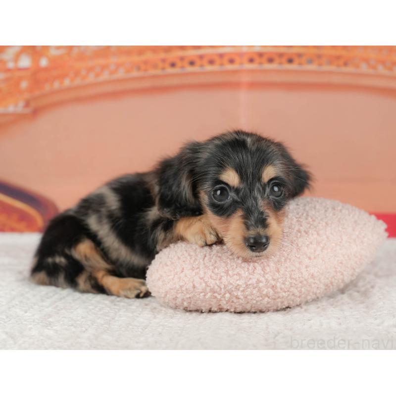 販売中の千葉県のミニチュアダックスフンド(ロングヘアード)-430177の11枚目