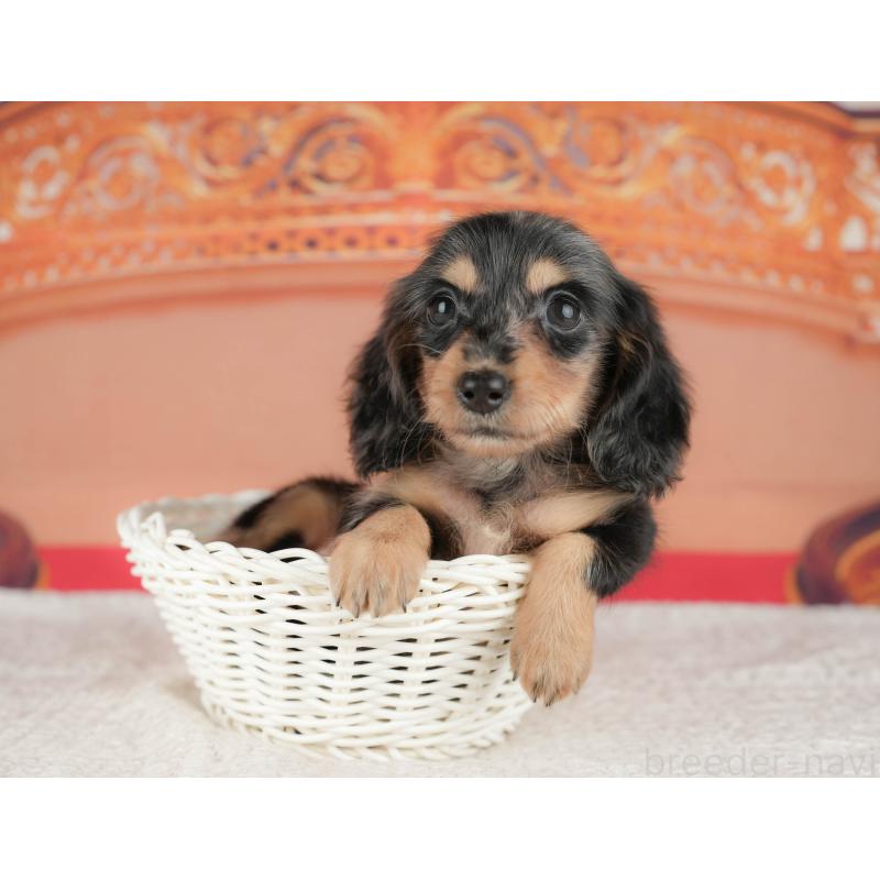 販売中の千葉県のミニチュアダックスフンド(ロングヘアード)-430177の10枚目